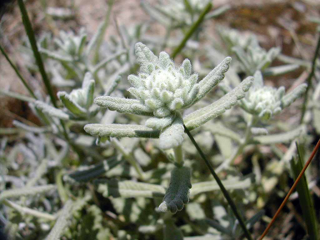 Teucrium polium